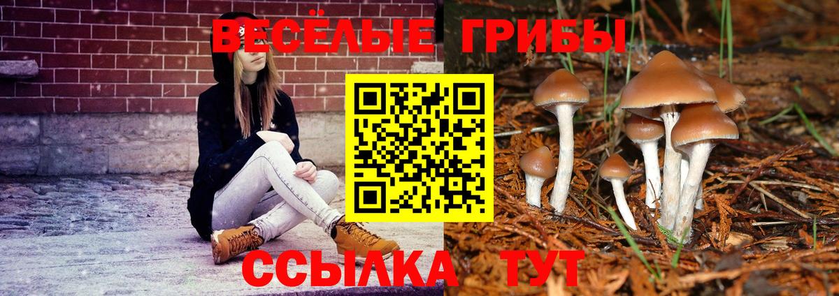 Псилоцибиновые грибы Psilocybine cubensis Бердск
